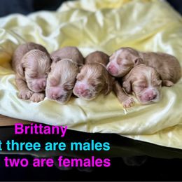 Boy 3 - Red male Cocker Spaniel puppy in Bonsall, California from CuttinBlue Farms