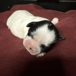 TBD - Black and white male Shih Tzu puppy in Las Vegas, Nevada from Miracle's Shih Tzus