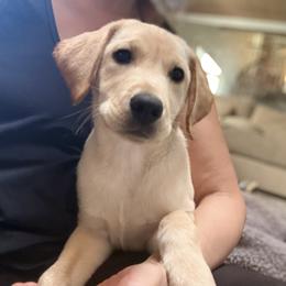 Lucky - Yellow male Labrador Retriever puppy in Mission Viejo, California from Loving Puppy House