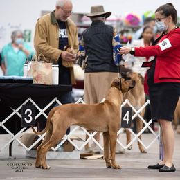 Rhodesian Ridgeback Puppies from Supernova Ridgebacks