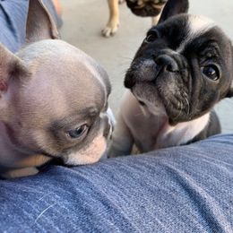 French Bulldog Puppies from Scrumptious Paws