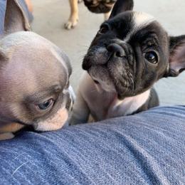 French Bulldog Puppies from Scrumptious Paws