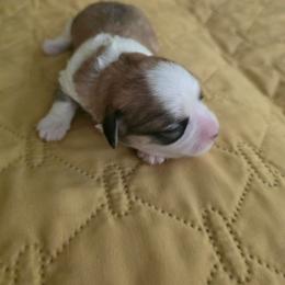 Girl3 - White female Havanese puppy in Batesville, Arkansas from Hillbilly Havanese
