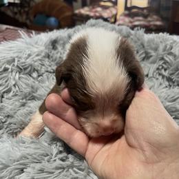 Boy 2 - Red tri-color male Australian Shepherd puppy in Drumore, Pennsylvania from Susquehannock Aussies