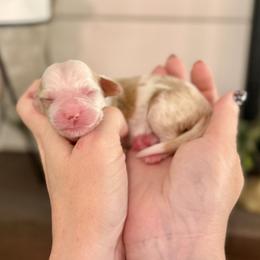 Peridot- yellow collar - Yellow and white female Bernedoodle puppy in Salt Lake County, Utah from Coco Avenue Pups