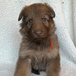 Orange collar - Liver female German Shepherd puppy in Allentown, Pennsylvania from VMH Shepherds