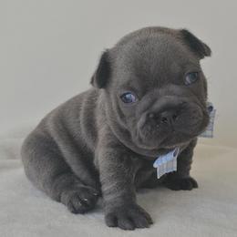 Boy 2 - Blue male French Bulldog puppy in Utah from Perfect Fit Frenchies