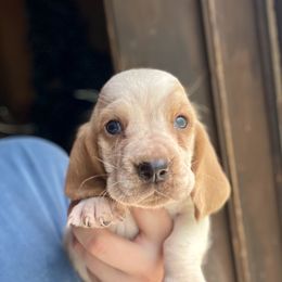 Girl 1 - Red and white female Basset Hound puppy in Clinton, Tennessee from High Hopes Hounds