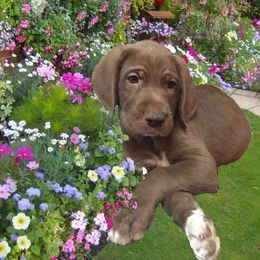 Assorted Doodle Crosses Puppies from Oodles of Kisses' Great DaNoodles