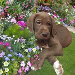 Assorted Doodle Crosses Puppies from Oodles of Kisses' Great DaNoodles
