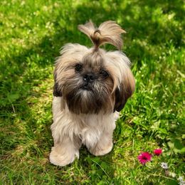 Orange Collar - Black gold and white Shih Tzu puppy in Norwalk, California from Shitz Show