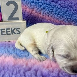 Ms Yellow - Light golden Golden Retriever puppy in Denton, Texas from Farley Goldens