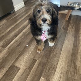 Bernedoodle Puppies from Darling Paws, LLC