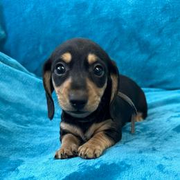 Snoopy - Black and cream male Dachshund puppy in Memphis, Tennessee from River City Doxies