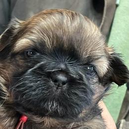 Grumpy - Chocolate and tan male Shih Tzu puppy in Bloomfield, Indiana from Meihem Pups