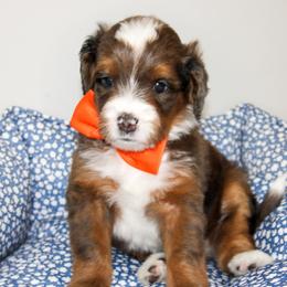 Australian Mountain Doodle, Australian Shepherd, Bernedoodle, Labradoodle, and Poodle Puppies from Island View Poodles & Doodles