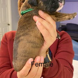 Girl 4 - Boxer puppy in Ruskin, Florida from Zambrano Boxers