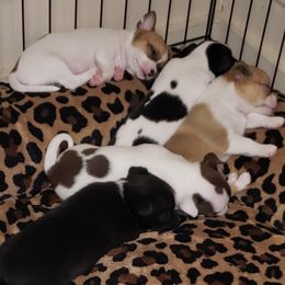 Chihuahua and German Shepherd Puppies from Gunnersville Farm