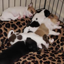 Chihuahua and German Shepherd Puppies from Gunnersville Farm