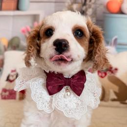 Chantilly - White female Cavapoo puppy in Dickerson, Maryland from Pawsome Aussie Doodles and Oodles