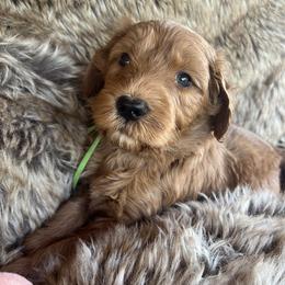 Deacon - Red  male Goldendoodle puppy in Placerville, California from New Dawn Poodles and Doodles