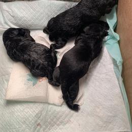 Miniature Schnauzer Puppies from Circle R Ranch