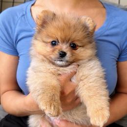 Bagel AKC - Chocolate merle male Pomeranian puppy in Hampton, Virginia from Hearts Of Love