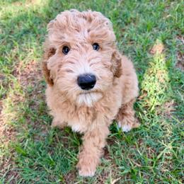 Benjamin - Red  male Goldendoodle puppy in Pasadena, Texas from Toledo Creek Doodles