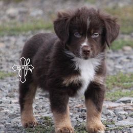 Miniature American Shepherds and Miniature Australian Shepherds from Cross L Miniature American Shepherds