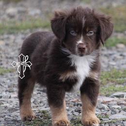 Miniature American Shepherds and Miniature Australian Shepherds from Cross L Miniature American Shepherds