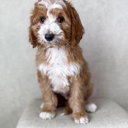 Whobris - Red  male Goldendoodle puppy in Warsaw, Ohio from Lovabledoodles