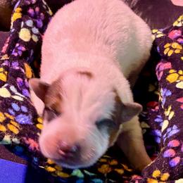 L66-02 - Red speckled male Australian Cattle Dog puppy in Sheridan, Oregon from 6pk Cattledogs