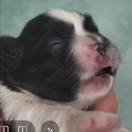 Girl 1 - Black and white female Shih Tzu puppy in Troutville, Virginia from Mountain Pass Barn