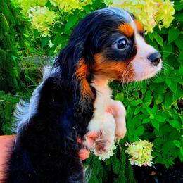 Manhattan aka Manny - Tri-color male Cavalier King Charles Spaniel puppy in Watsontown, Pennsylvania from Huntsman Cavaliers