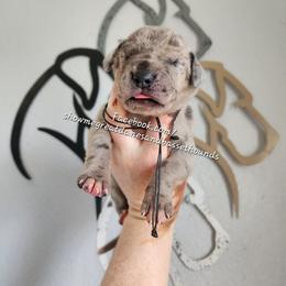 Black Collar - Merle male Great Dane puppy in Alton, Illinois from Show Me Great Danes and Basset Hounds