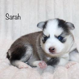 Sarah - Silver and white female Pomsky puppy in Denham Springs, Louisiana from Bayouland Pomskies