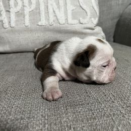 Bulldog Puppies from Angela's Kennel