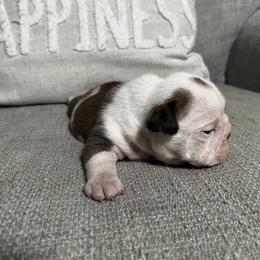 Bulldog Puppies from Angela's Kennel