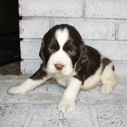 Boy 7 - English Springer Spaniel puppy in Swainsboro, Georgia from Sweet Georgia Springers