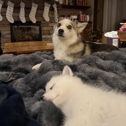 Aurora - Pomsky