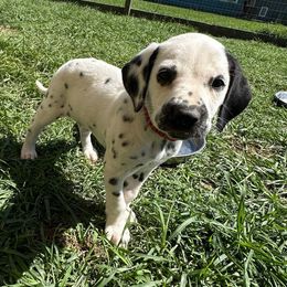 Red - White and black Dalmatian puppy in Lafayette, Louisiana from Zydeco Dalmatians