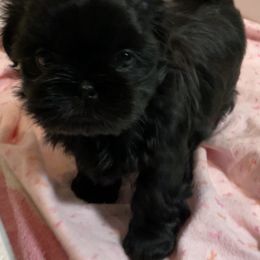 Shih Tzu Puppies from Winnie the Tzu’s Too