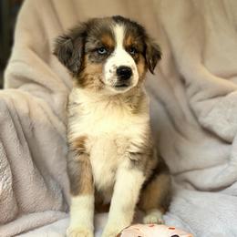 Honey Crisp - Blue merle female Australian Shepherd puppy in Wayne, West Virginia from Creek Side Aussies & Doodles