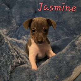 Jasmine - Blue white and tan female Rat Terrier puppy in Brookfield, Missouri from Country Rat Terriers