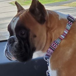 Barbie - Boxer