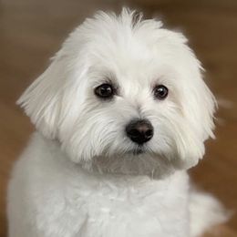 Heidi - Coton de Tulear