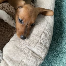 Dachshund Puppies from Bella’s Puppies