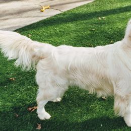 Golden Retrievers from Auregrande Fine English Style Golden Retrievers
