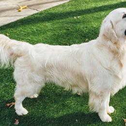 Golden Retrievers from Auregrande Fine English Style Golden Retrievers