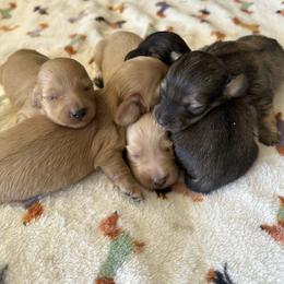 Boy 2 - Cream male Dachshund puppy in Cottonwood, Arizona from JuniperWood Dachshunds